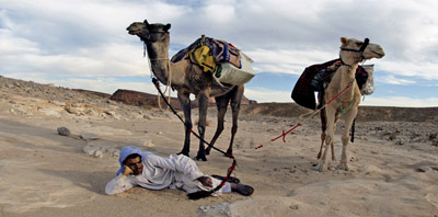 Camel tours in the Negev desert